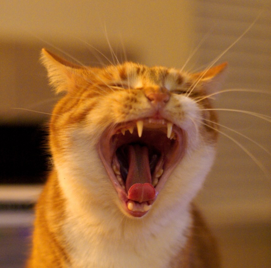 cat 2
