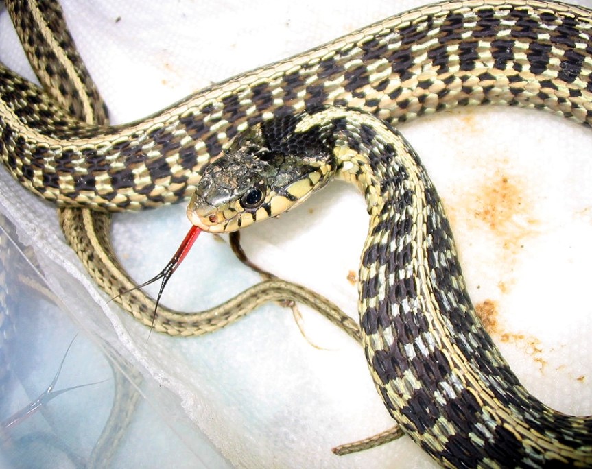 reptile_reptilia_scales_740732_h