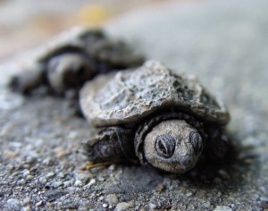 turtles_maryland_babies_14248_h