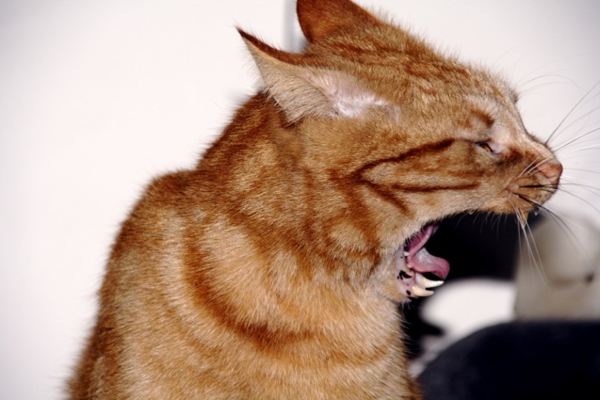 aspen_yawn_teeth_44040_h