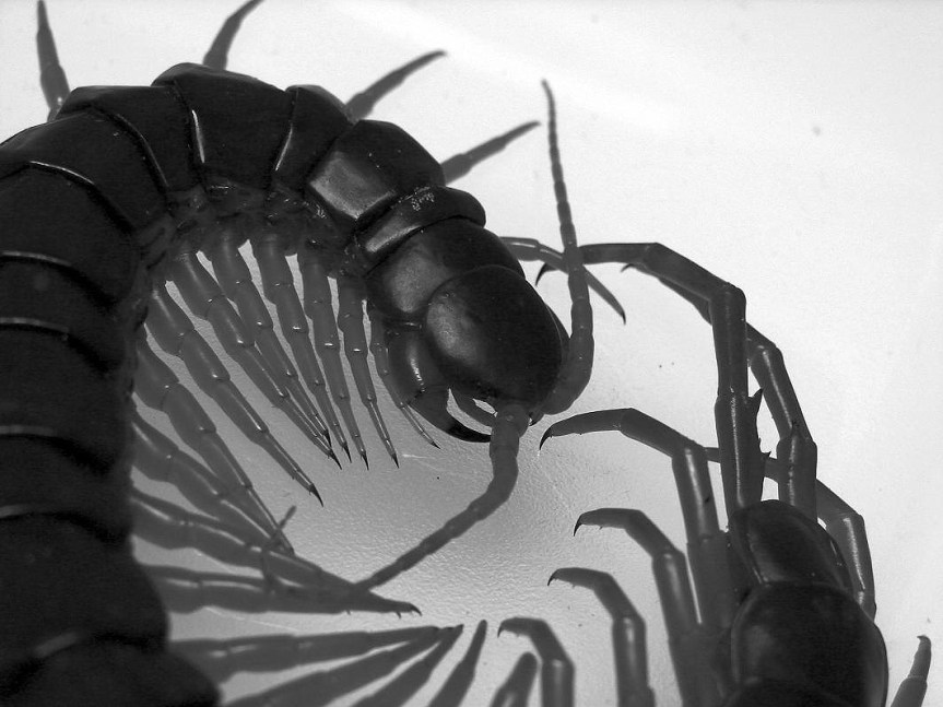 centipede_invert_chilopod_674511_o