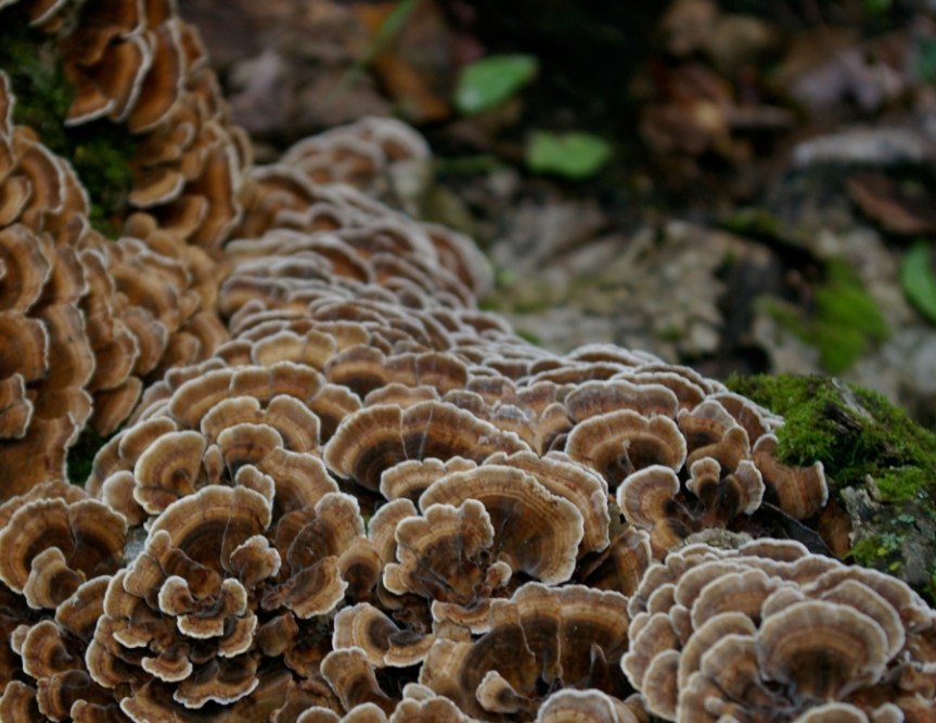 fungus_fractal_911679_h