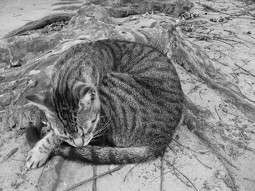 gato_gata_camoufled_73196_o