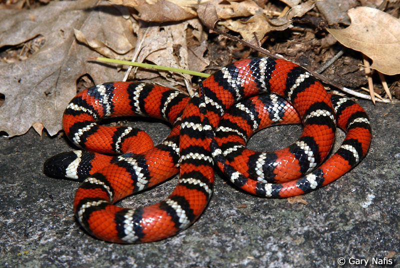 King snake