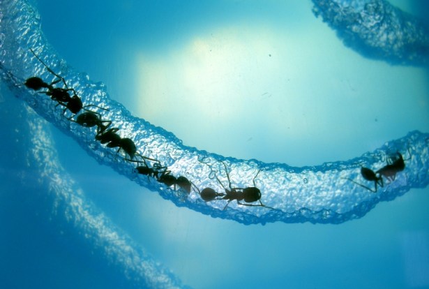 nasa_farm_harvester_292757_h